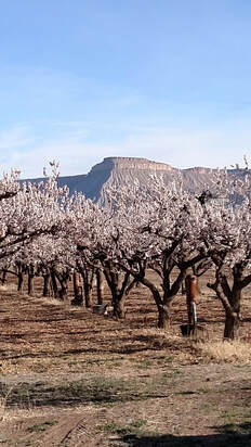 Z's Orchard trees in blossom