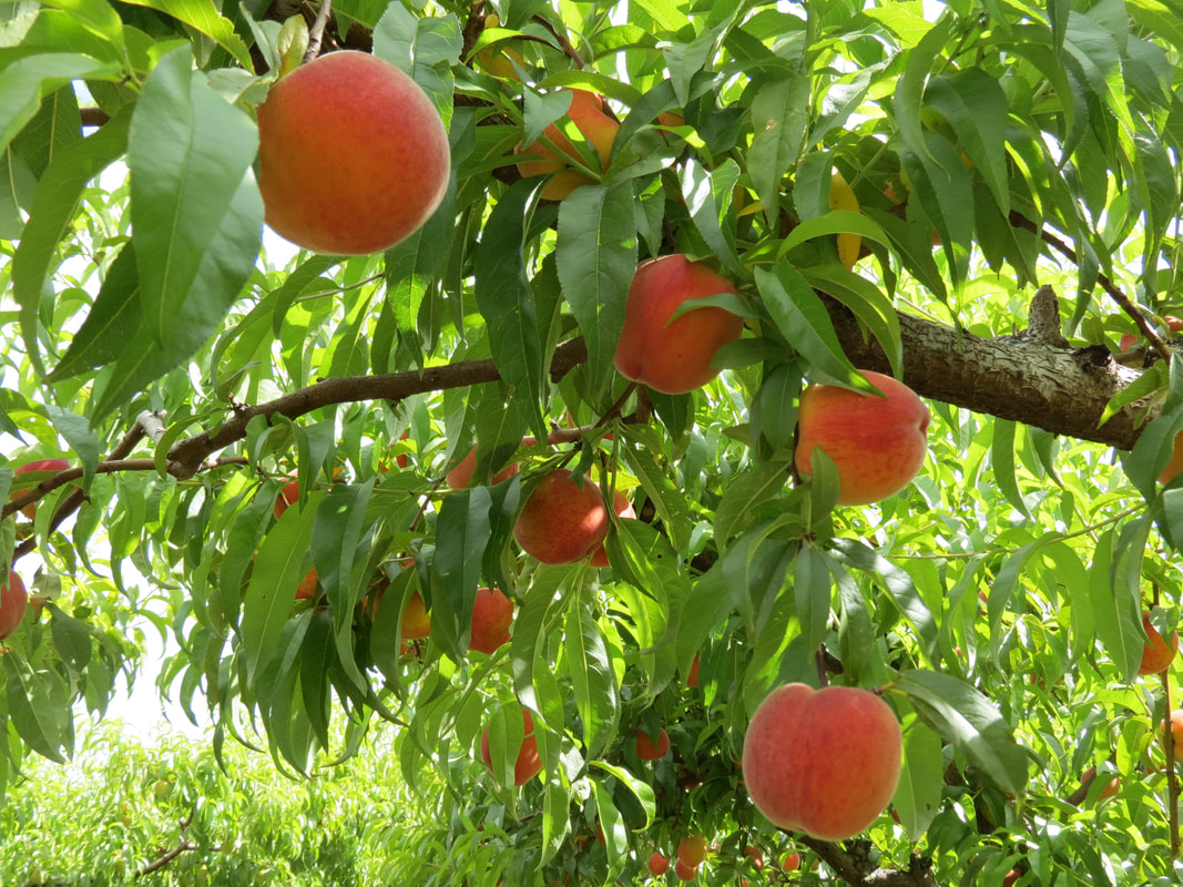 Palisade Peaches